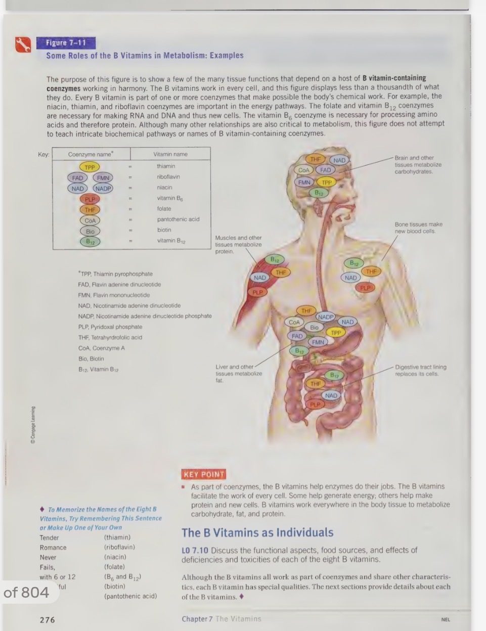 <ul><li><p>help body to metabolize CHO, fats, and amino acids</p></li><li><p>they do not supply the body with energy directly, but rather hep the body to use the fuel from the energy providing nutrients</p></li><li><p>thiamine, riboflavin, niacin, pantothenic acid, and biotin participate in the release of energy from CHO, fat, and protein</p></li><li><p>vitamin B6 help the body use amino aids to make protein, while folate and vitamin B12 help cells to multiply, including the cells that deliver energy to all other cells</p></li><li><p>therefore al of the B vitamin are directly or indirectly involved in energy metabolism </p></li></ul><p></p>