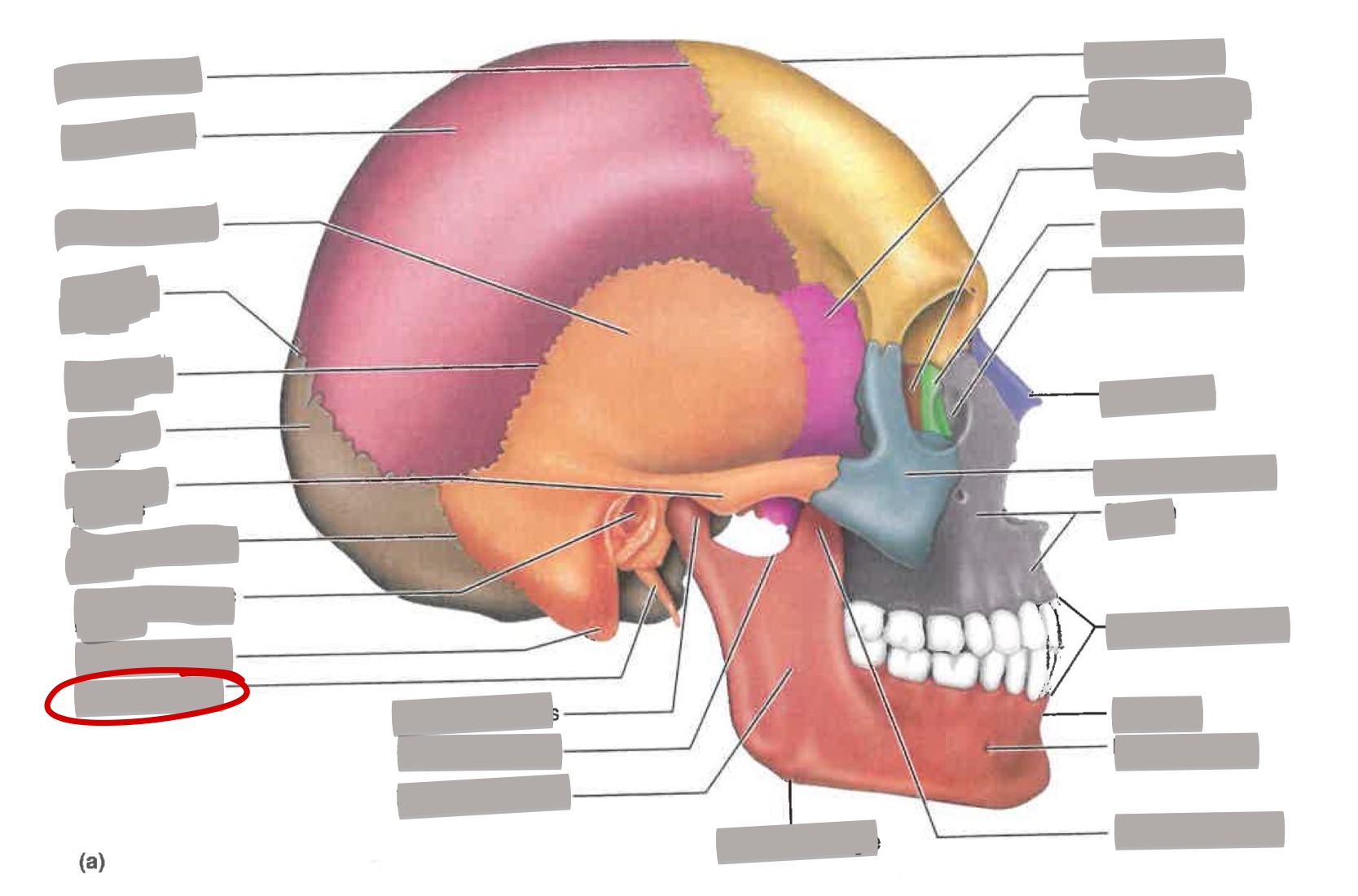 term image