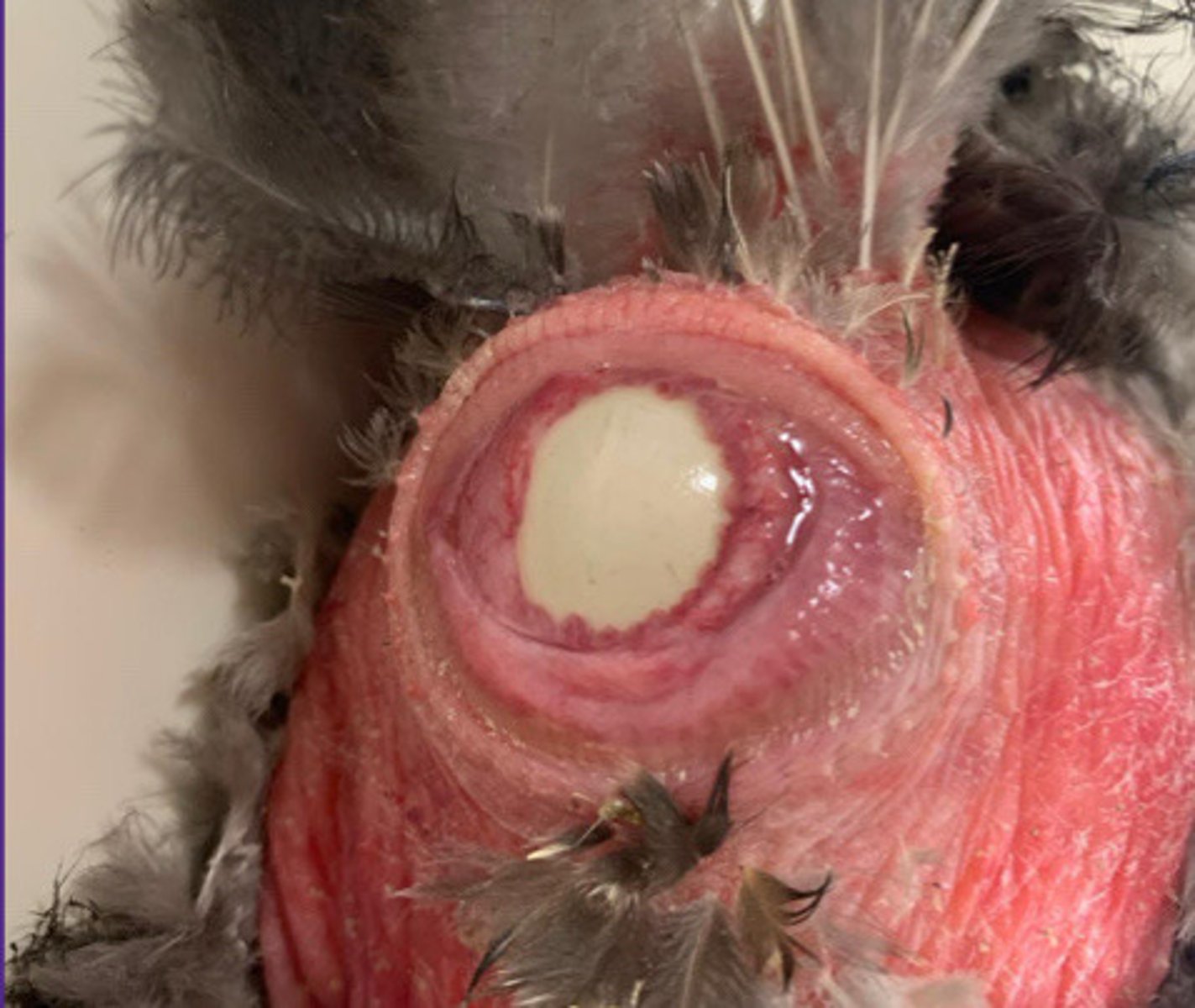 <p>How do you treat a bird that is egg-bound?</p><p>What are risks of doing this?</p>