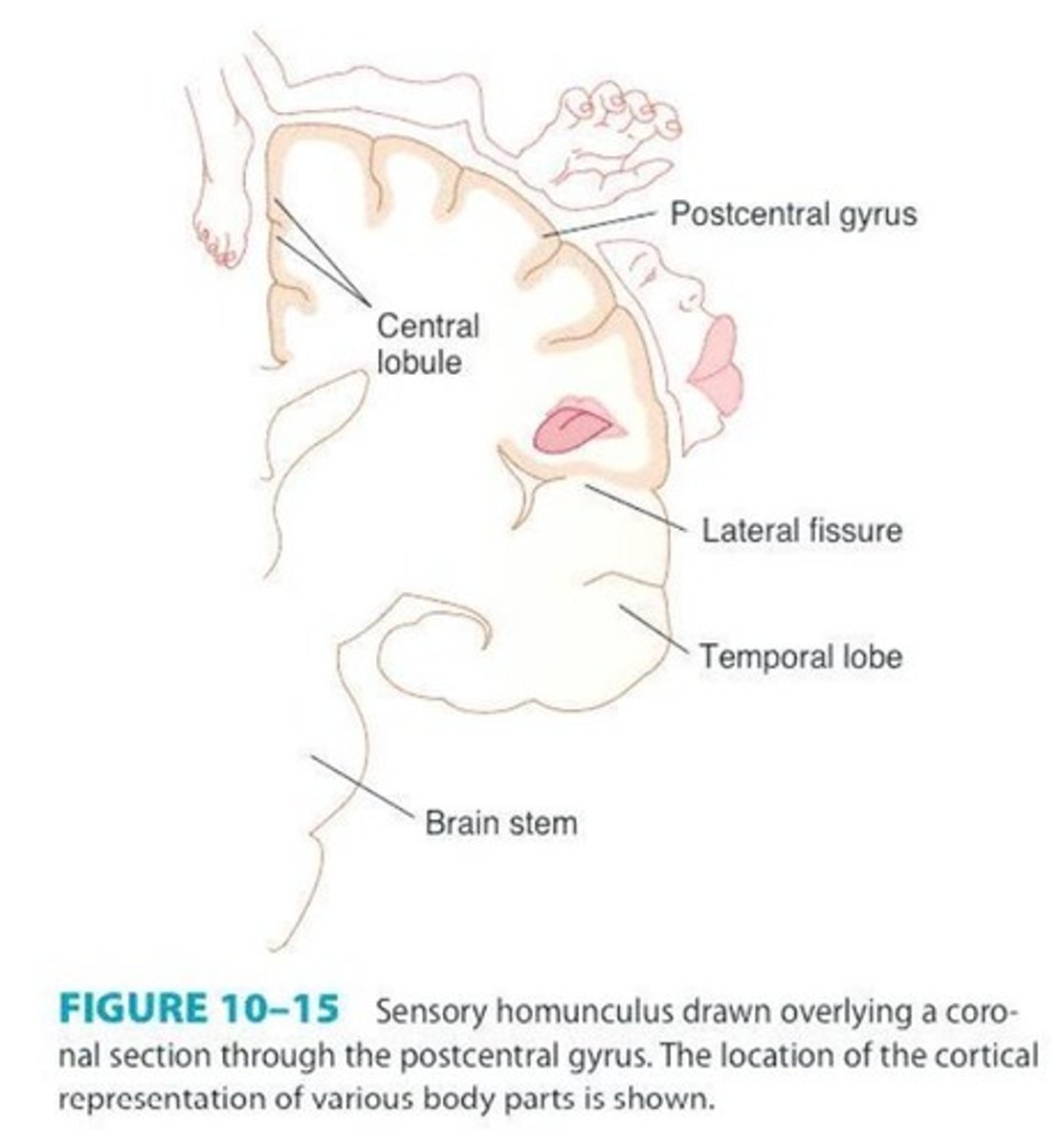 <p>Primary Sensory Area for processing sensory information.</p>