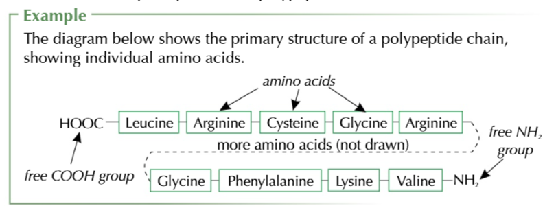 <p>sequence of amino acids in long chain held together by peptide bonds</p>