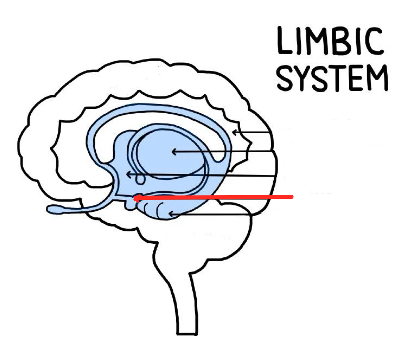 <p>Part of limbic system that plays key roles in <em>fear</em>, excitement, and arousal</p><ul><li><p>Also plays role in fear conditioning, predicting when something scary is about to happen</p></li></ul><p></p>