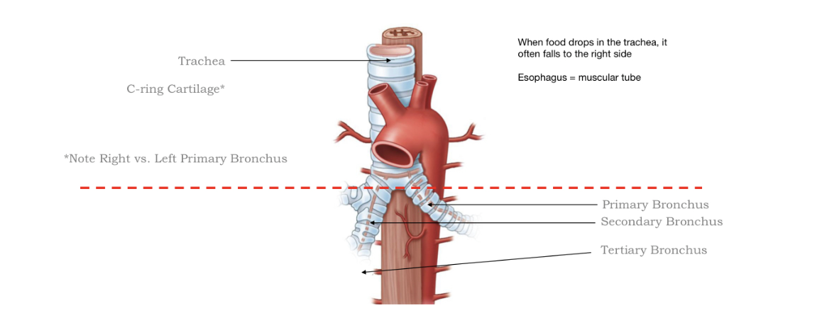 <p>Trachea</p>