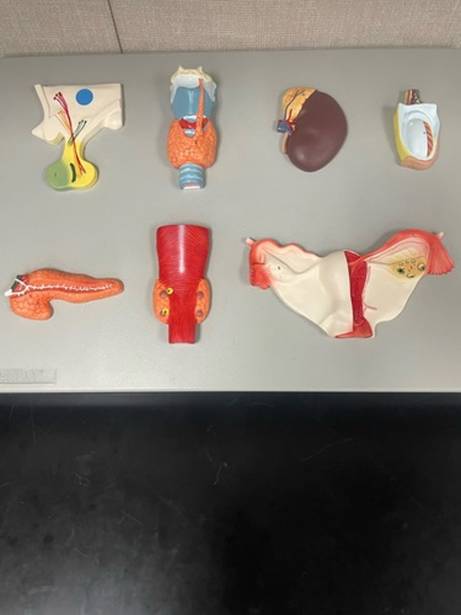 <p>Indicate blue dot</p>