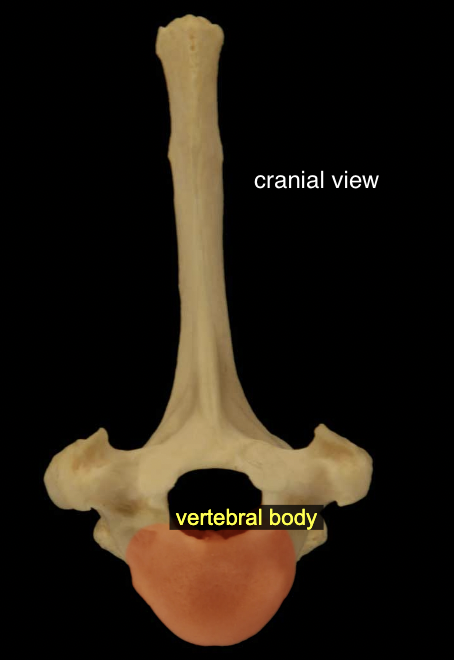 <p>All vertebrae except the atlas (C1) possess a more-or-less cylindrical vertebral body. The bodies articulate with one another at specialized fibrocartilaginous joints called intervertebral disks.</p>