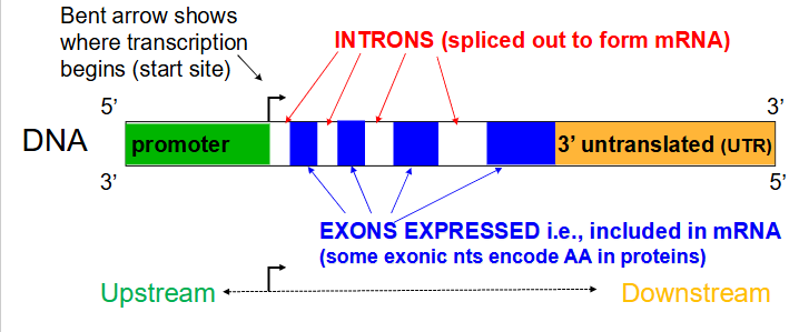 <p>Coding segments of eukaryotic DNA. (rmbr that Exons are expressed)</p>