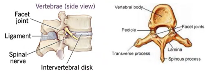 <p>a small, flat, smooth articular surface where two bones meet</p>