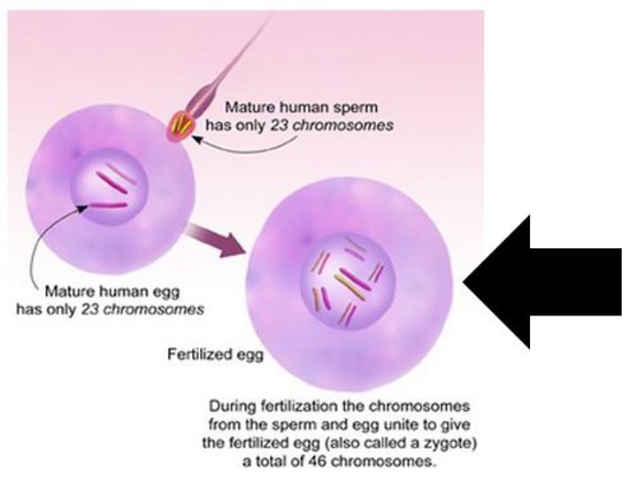 <p>the fertilized egg, first stage, 2 week period of rapid cell division, only half survive.</p>