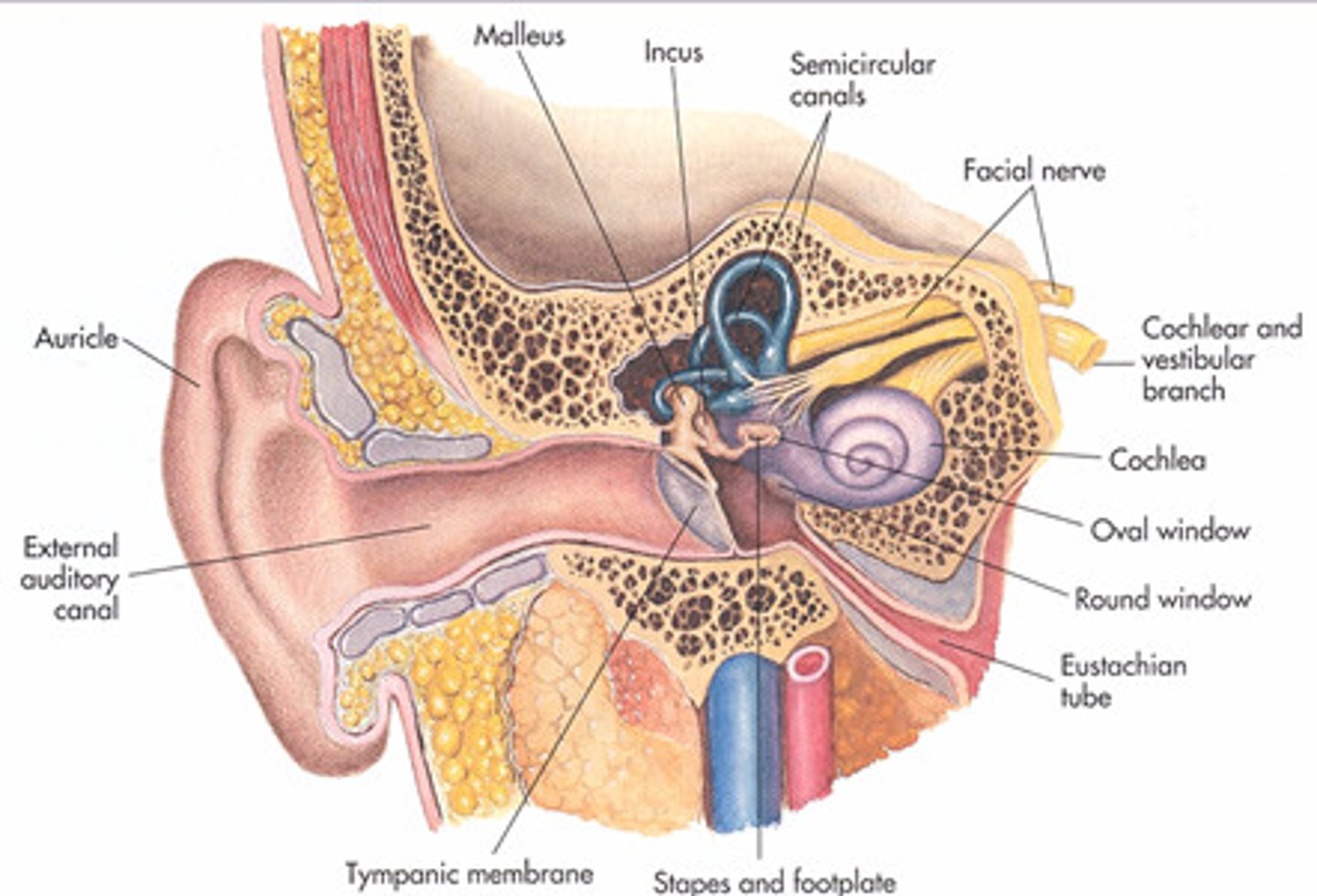 <p>Houses two separate organs, each with separate sense; Hearing (detection of sound waves) &amp; Equilibrium (balance)</p>