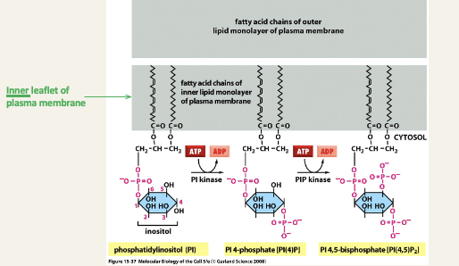<ul><li><p>PI kinase = phosphatidylinositol kinase, i.e. an enzyme that transfers a phosphate group from ATP onto the inositol group</p></li><li><p>PIP kinase = phosphatidylinositol 4-phosphate kinase, i.e. an enzyme that transfers a phosphate group from ATP onto the inositol 4-phosphate group</p></li></ul><p></p>