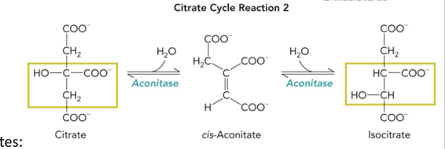 <p>citrate → cis-aconitate → isocitrate</p><p>cofactors: H2O → ; → H2O</p><p>enzyme: aconitase&nbsp;</p>