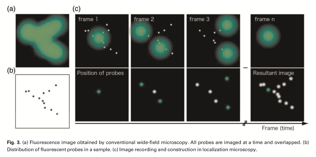<ol><li><p>Activate one molecule at a time</p><ul><li><p>With photo-activatable or photo-switchable dyes/proteins</p></li><li><p>ativated randomly at low efficiency by short pulse of a specific wavelength</p></li><li><p>produces a single molecule pixel</p></li></ul></li><li><p>Record where PSF of this single molecule is</p></li><li><p>Photoswitch it off by a different wavelength</p></li><li><p>Process repeated (and a different pixel will be activated)</p></li><li><p>The middle of the pixel must be where the actual image is</p></li><li><p>repeat many times to get idea of all of the pixels i nthe image</p></li></ol><p></p>