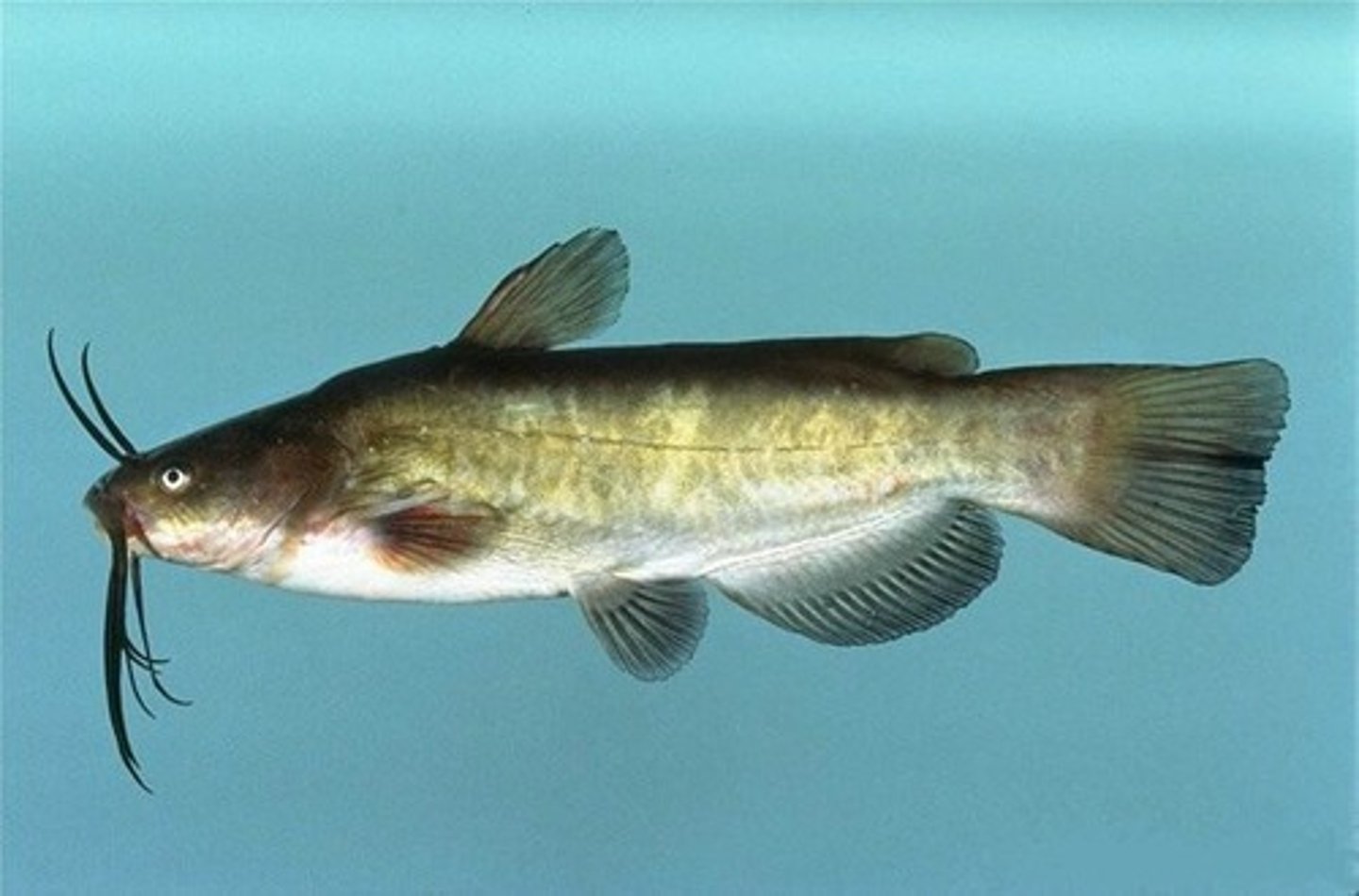<p>north american catfish</p>