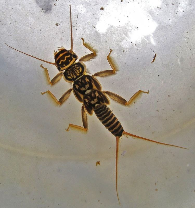 <p>“Common stoneflies.” Glossae much shorter than the paraglossae; multi-branched, filamentous gills present laterally and ventrally on thorax, but not on abdomen; generally black and yellow larvae </p>