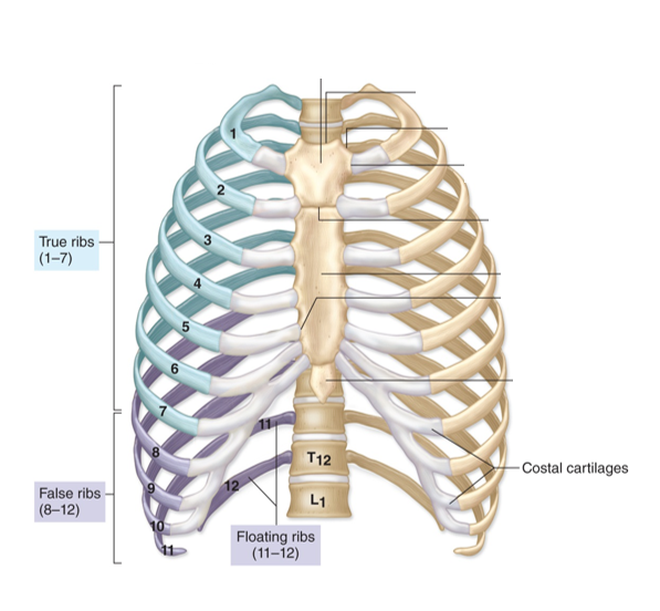 <p>-all attach posteriorly to the thoracic vertebrae</p><p>-true &amp; false ribs</p>