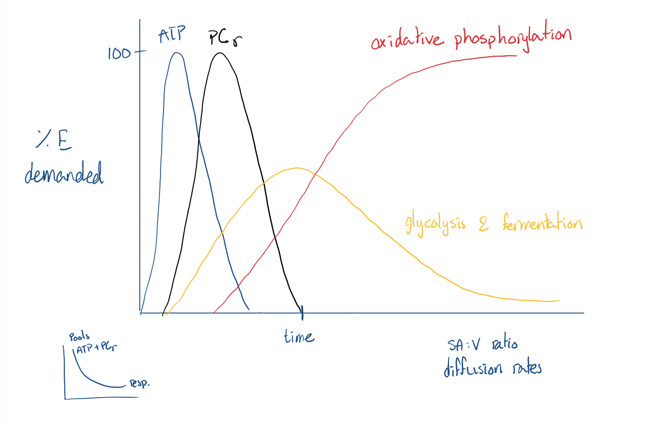 <p>Metabolic (cellular) pools of ATP + phosphocreatine + PCr + ADP _&gt; C + ATP</p>