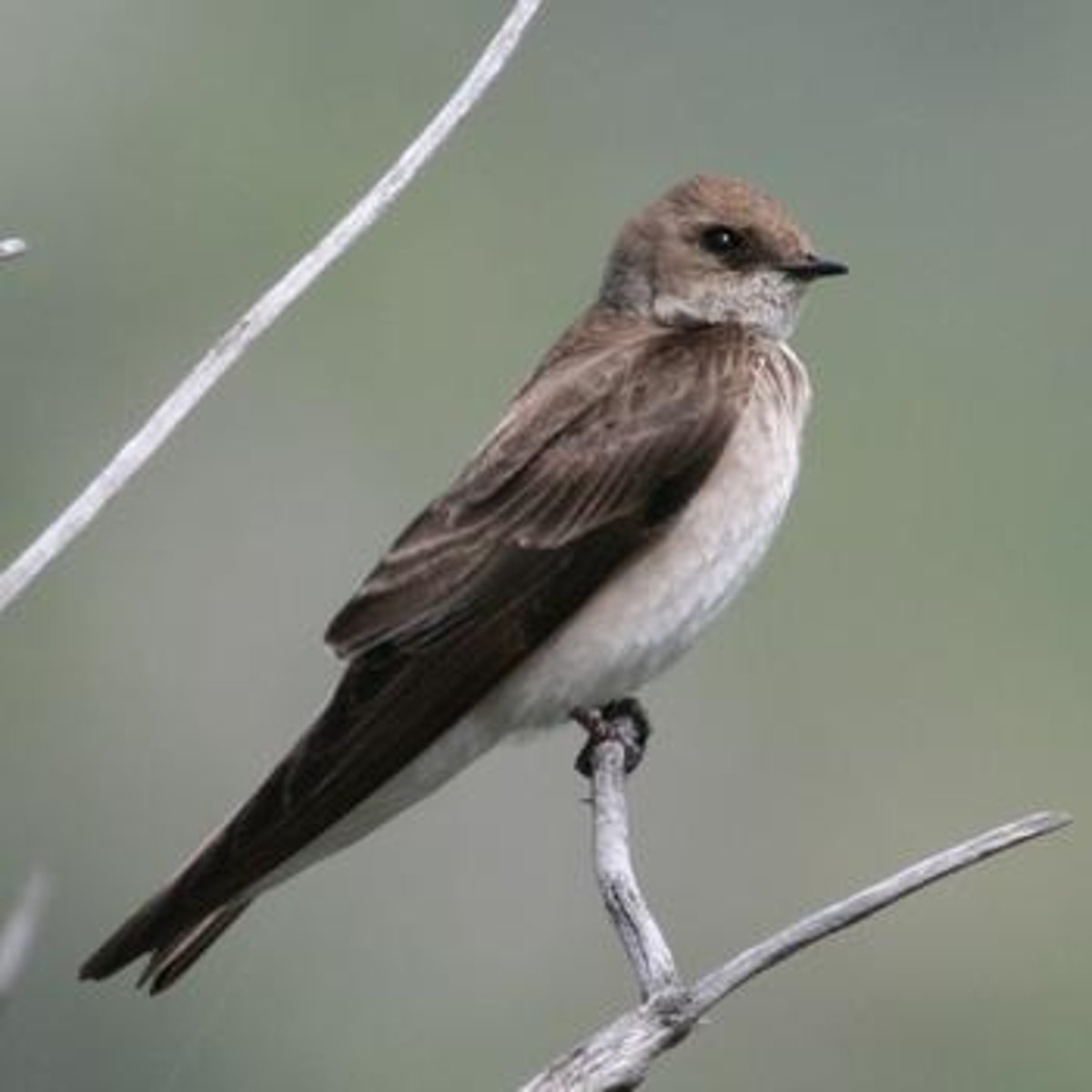 <p>Passeriformes</p><p>Plain brown above, plain graw-brown below, drab, buffy throat</p>