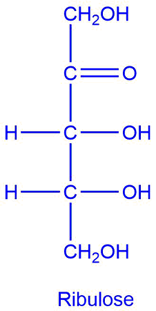 <p>pentose sugar; ketone</p>