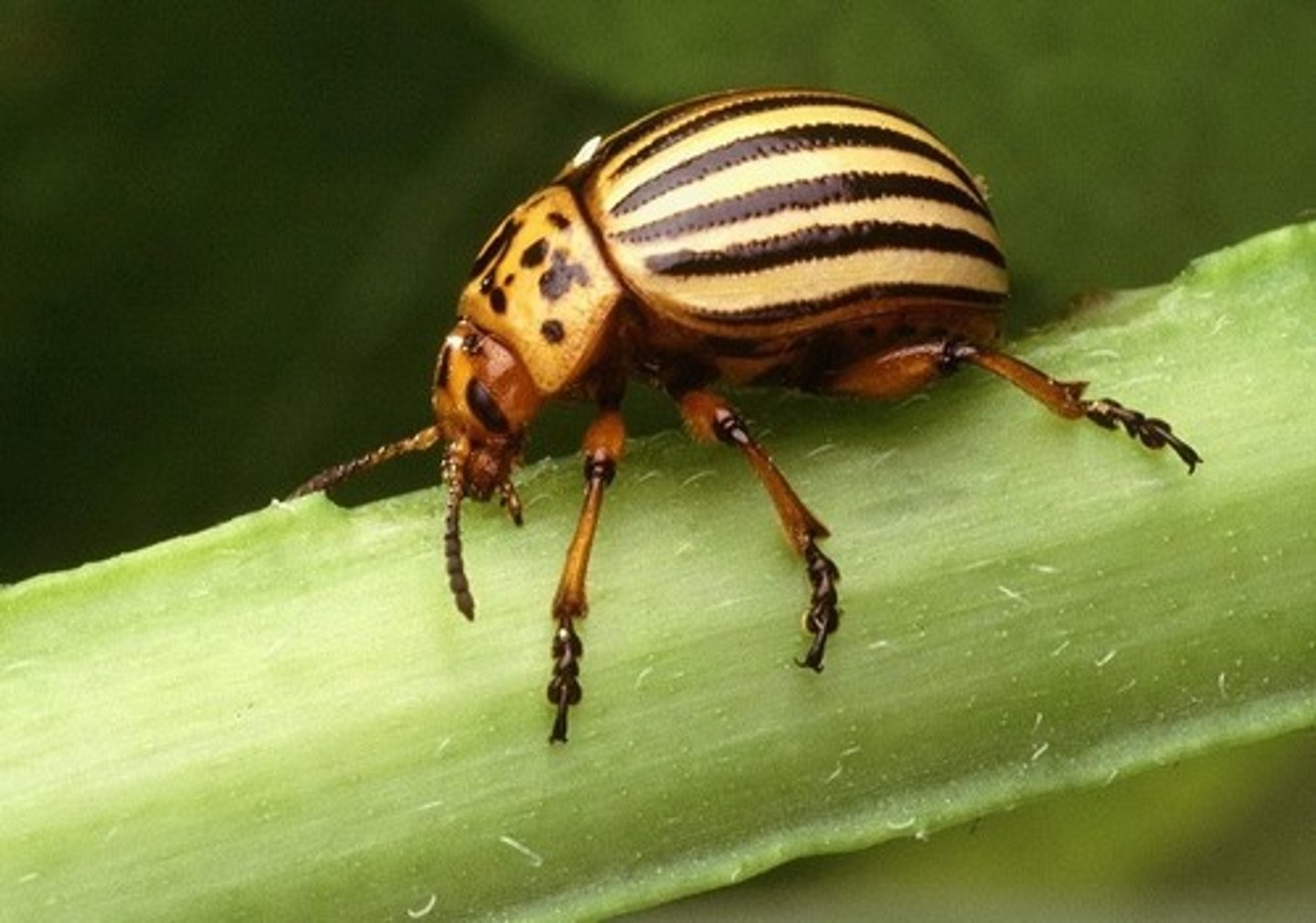 <p>Leaf Beetles (Family Chrysomelidae)</p><p>- Major Crop pests</p><p>- feed on several different plants within nightshade family</p><p>- Quickly develops resistance to insecticides</p>