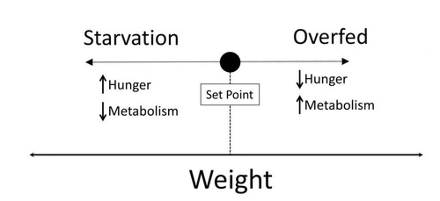 <p>The theory that the body seeks to maintain a certain weight, adjusting metabolism based on caloric intake.</p>