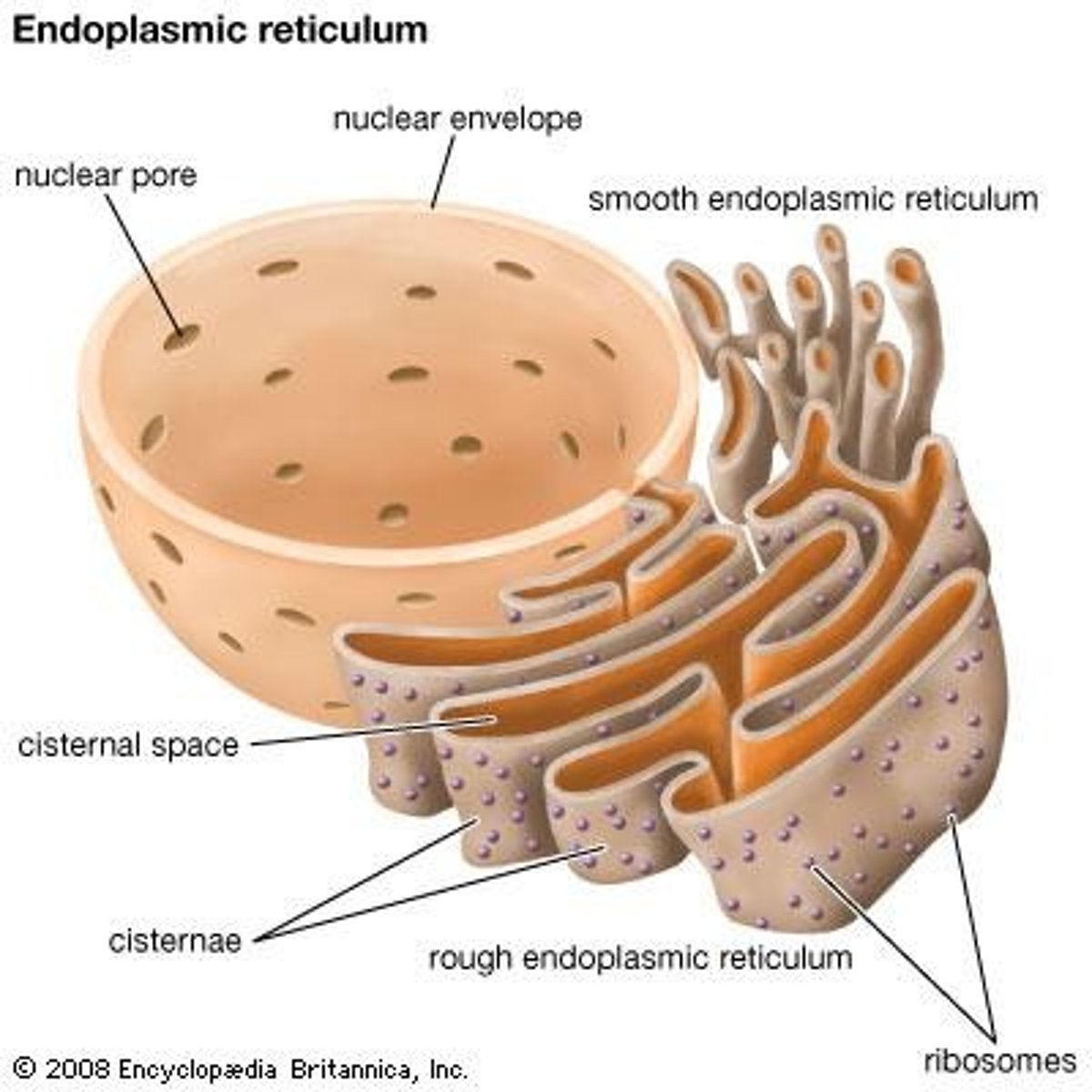 <p>Network of membranes, includes rough and smooth types.</p>