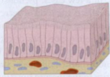 <p>Simple columnar (Enlaget cylinder); høje kerner, enkelte cellegrænser ses ikke, meget cytoplasma over kerne visere højere end bredere.</p>
