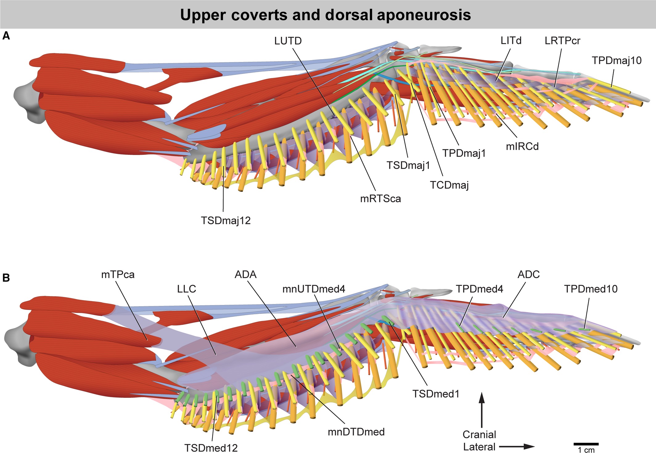 <p>papillae muscles</p>