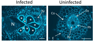 <p>Caused by root knot nematode </p>