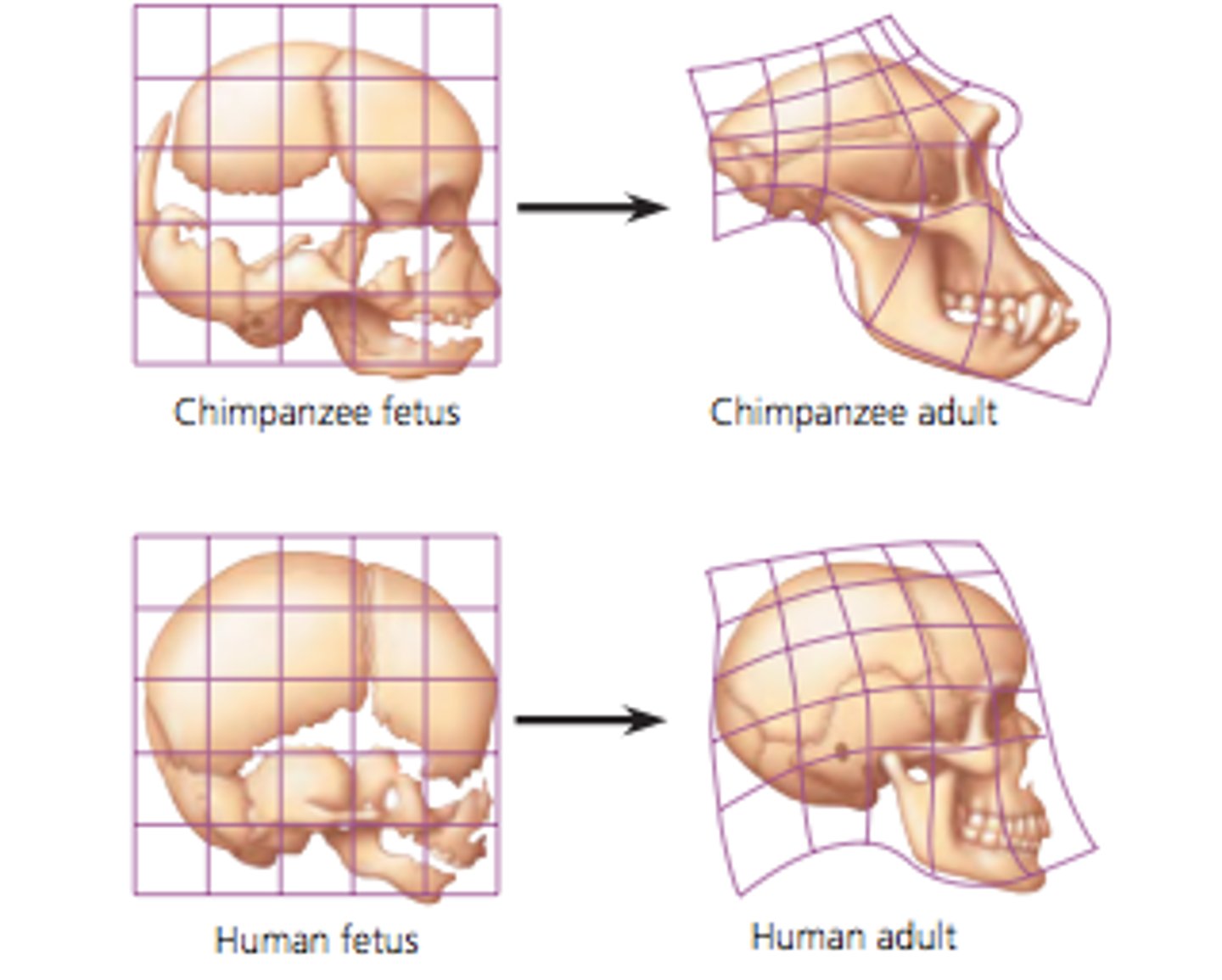<p>an evolutionary change in the rate or timing of developmental events</p><p>-changes in developmental timing can radically alter the adult appearance of an organism</p><p>genes "turn off" earlier in some organisms than they do in others (a giraffes "long neck" gene will stay on longer than a humans"</p>