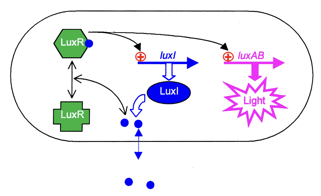 <p>LuxR induces 2 sets of genes:</p><ol><li><p>luxl → <strong>more</strong> OHHL synthesis (<strong>positive</strong> feedback loop)</p></li></ol><ul><li><p>ensures all cells are induced at the same time</p></li></ul><ol start="2"><li><p>second cell density dependent target genes induced→ response</p><ul><li><p>lucuciferase</p></li></ul></li></ol><p></p>