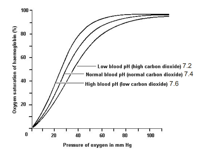 <ul><li><p>Higher pH (lower [H<sup>+</sup>])</p><ul><li><p>Promotes tighter binding of oxygen to hemoglobin</p></li></ul></li><li><p>Lower pH (higher [H<sup>+</sup>])</p><ul><li><p>Permits easier release of oxygen from hemoglobin</p></li></ul></li></ul><p></p>