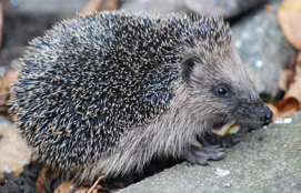 <p><span>Insectivores and other invertebrates </span></p><p><span>Western Europe</span></p><p><span>Nocturnal</span></p><p><span>Hibernate during winter months </span></p><p><span>Wild populations declining in the UK</span></p>
