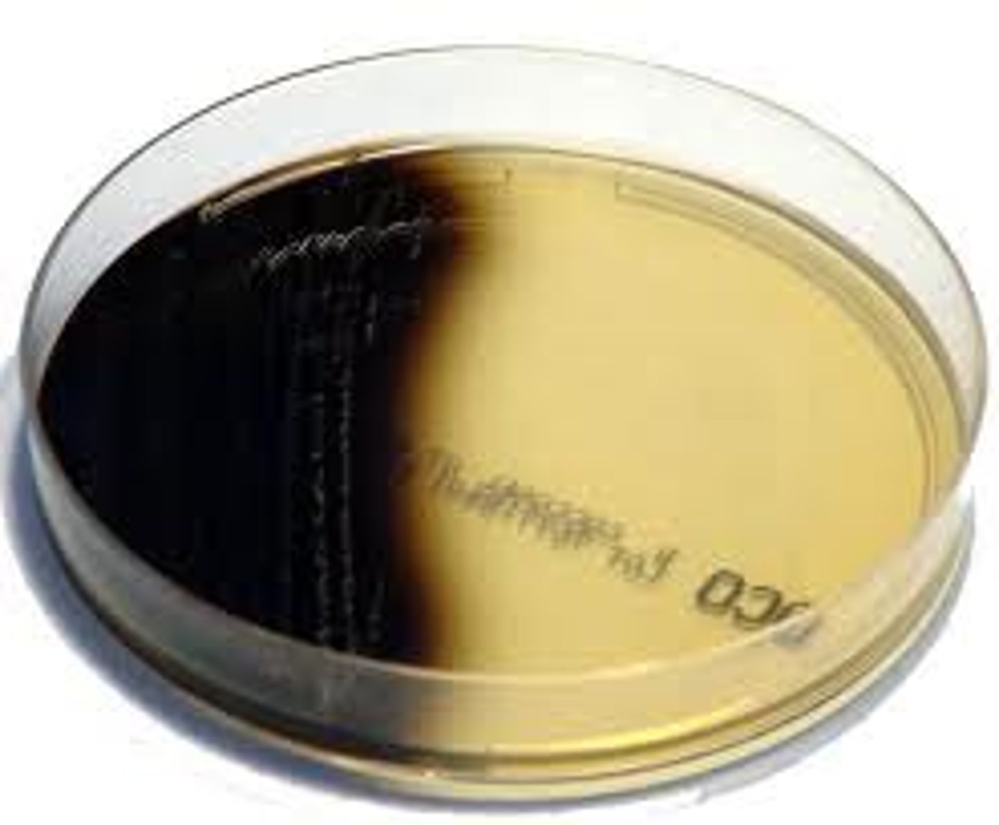 <p>Many bacteria have esculinase, but few can hydrolyze it in the presence of bile</p><p>Used for isolation and presumptive ID of BE+Enterococci (Enterococcus faecalis and E.faecium)</p><p>Or to differentiate Group D Streptococci (S. bovis, S. equinus, S. gallolyticus) from non-Group D streptococci Or to distinguish between the genera Enterobacter, Klebsiella, and Serratia (BE+) from other genera in Enterobacteriaceae</p>