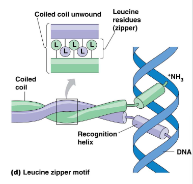 <p>leucines worden herhaald op beide peptiden en passen in elkaar</p><ul><li><p>twee alfa helices, elk met leucine (hydrofoob) op regelmatige afstand wikkelen rond elkaar en vormen een dubbele spiraal (ze vormen beiden een spiraal op zich maar draaien ook nog eens rond elkaar) (coiled coil)</p></li><li><p>2 identieke of verschillende polypeptiden</p></li><li><p>gecombineerd met 2 bijkomende alfahelices die binden in major groeve van DNA, want Leu rits bindt niet op zichzelf</p></li></ul><p></p>