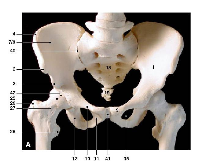 <p>What is 41 on the diagram called? </p>