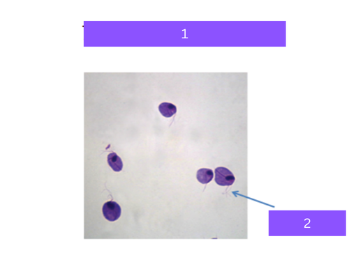 <p>what is 1</p>