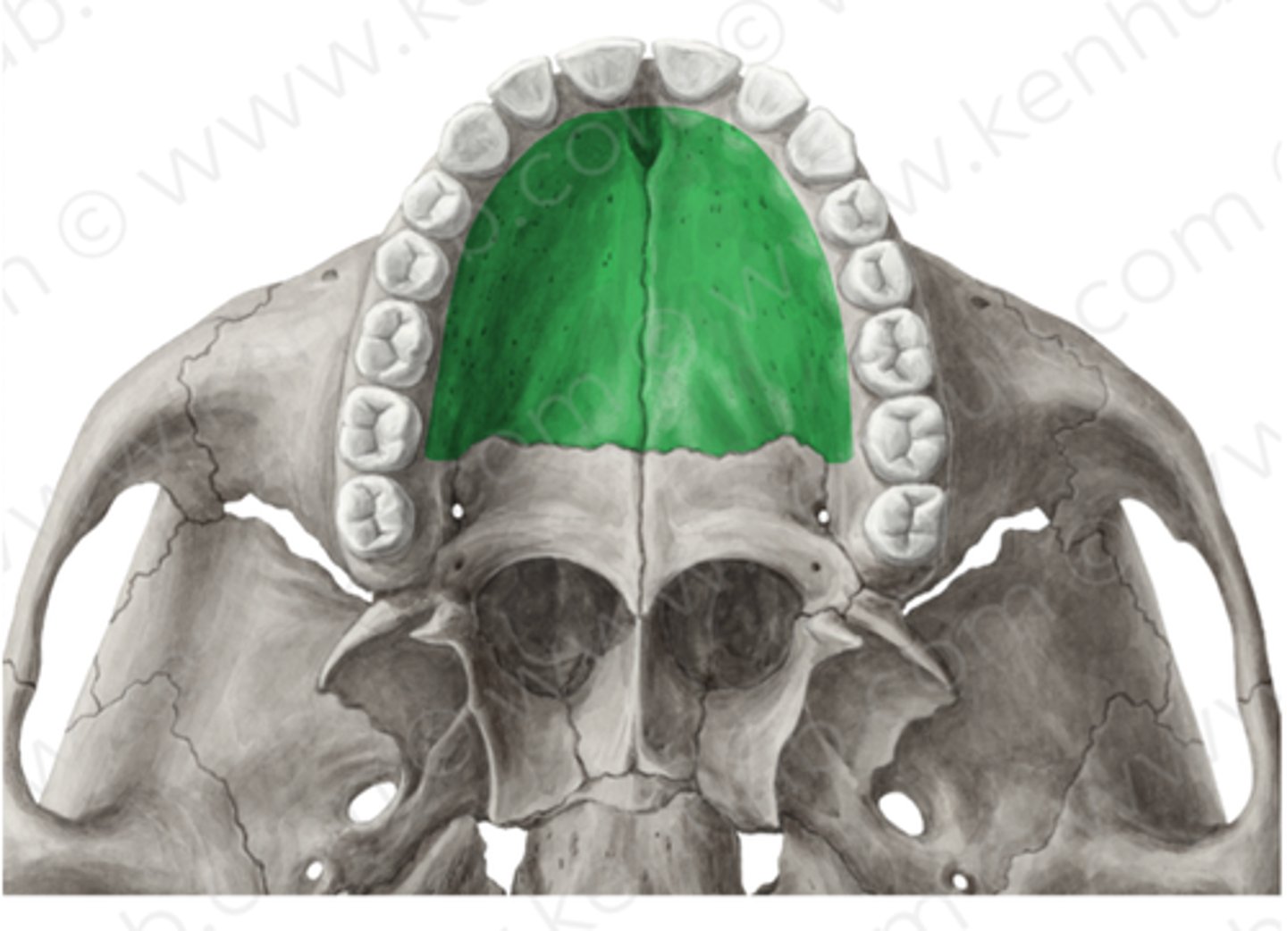 knowt flashcard image