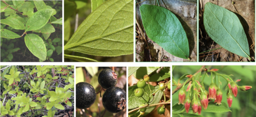 <ul><li><p>Family Ericaceae</p></li><li><p>Huckleberry</p></li></ul><p></p>