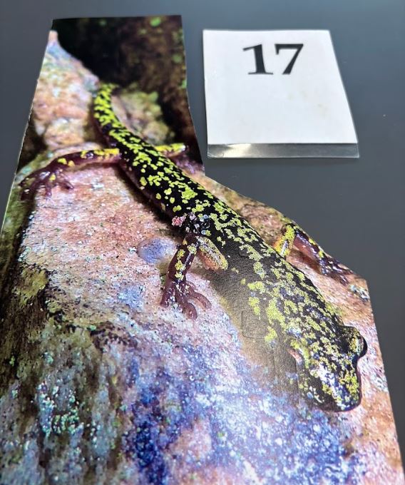 <p>Aneides aeneus. Plethodontidae. </p>
