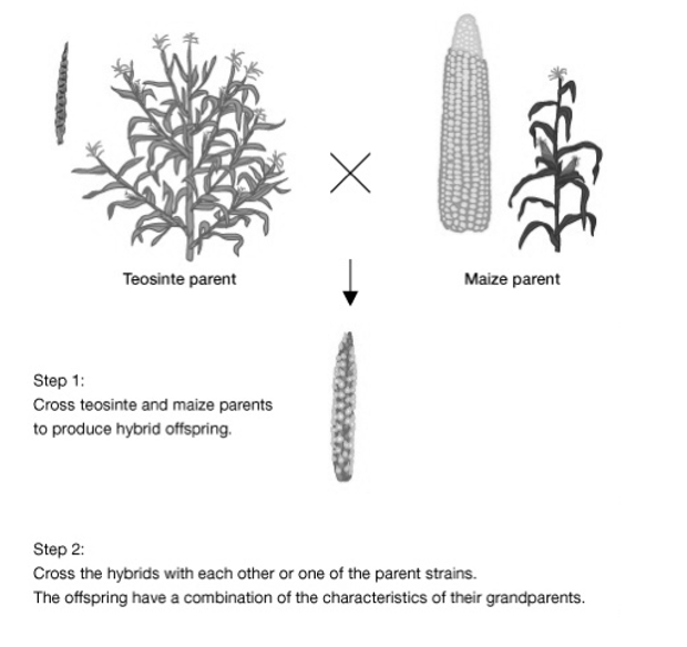 <ol><li><p>Branching→ teosinte branched1 (tb1) Locus</p><ul><li><p>branched allele in Teosinte</p></li><li><p>unbranched in maize</p></li></ul></li><li><p>teosinte glume architecture 1</p><ul><li><p>teosinte→ covered grains</p></li><li><p>maize→ uncovered grains</p></li></ul></li><li><p>Ears per branch→ grassy tillers 1 (gt1)</p><ul><li><p>teosinte allele → multiple eats per branch</p></li><li><p>maize→ single ear per branch</p></li></ul></li></ol><p></p>