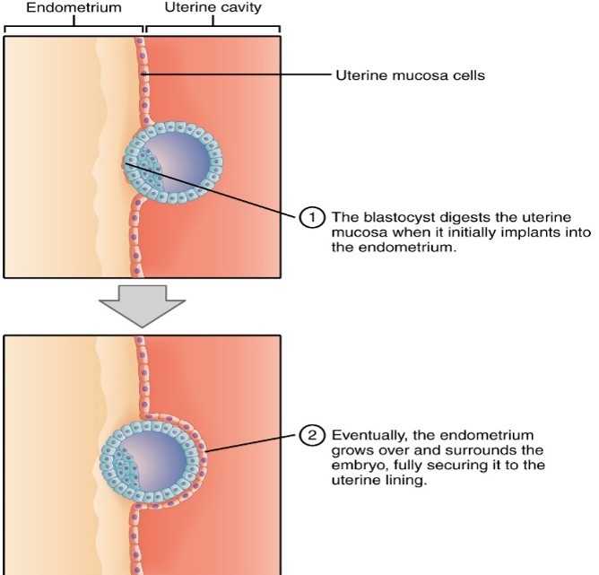 <p><mark data-color="red">First trimester: implantation</mark></p><p>Can you label, describe and explain what this diagram is/shows?</p>