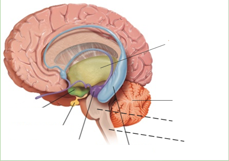 <p>what is at the bottom of the brainstem?</p>