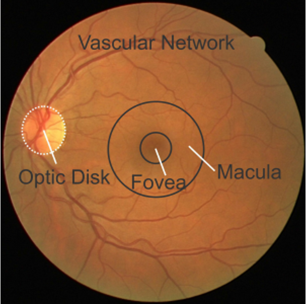 <p>lies within the macula and contains high density photoreceptors where light rays from center of vision land</p>