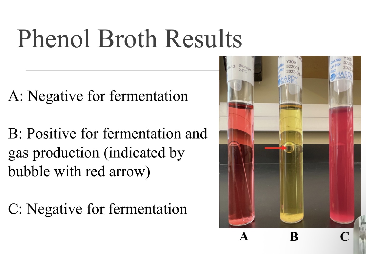 <p><span>Purpose: identify lactose/mannitol fermentation</span></p>