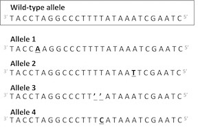 <p>Allele 1</p><p>Allele 2</p><p>Allele 3</p><p>Allele 4</p>