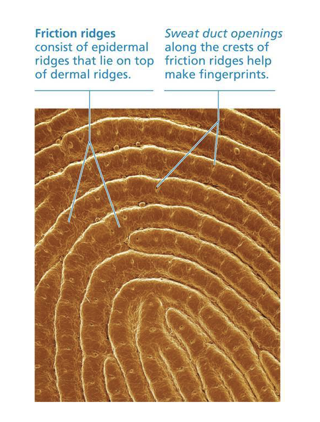 <p>Papillary layer (in thick skin)</p>