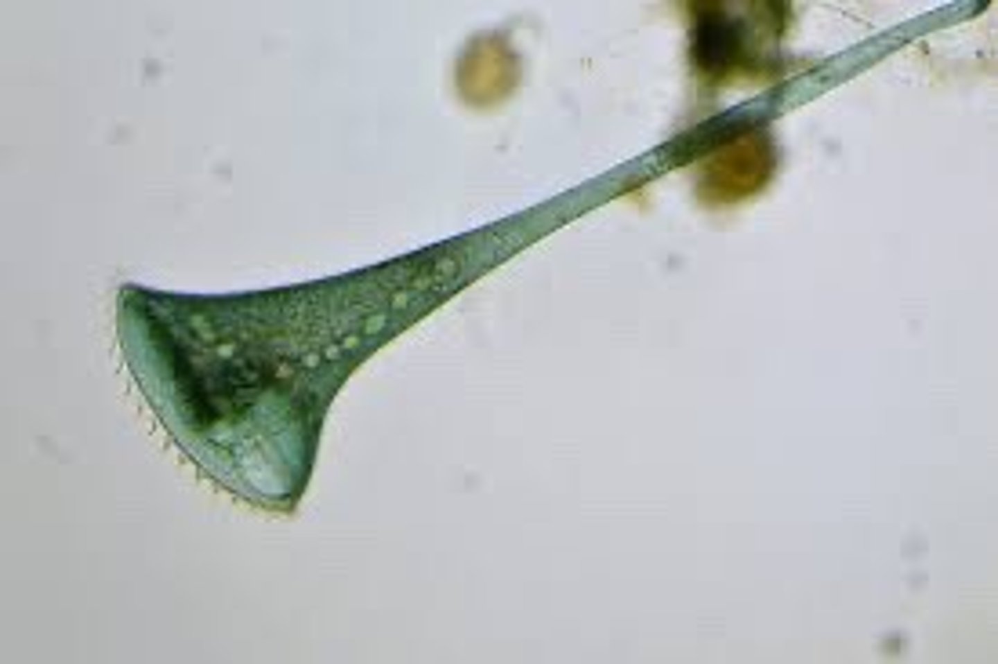 <p>Have ciliated corona; Alveolata Supergroup</p>