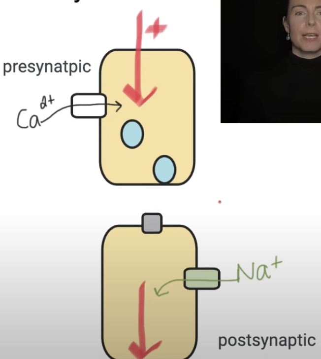 <p>Steps of transmission between neurons- synaptic transmission (part 2, postsynaptic neuron)</p>