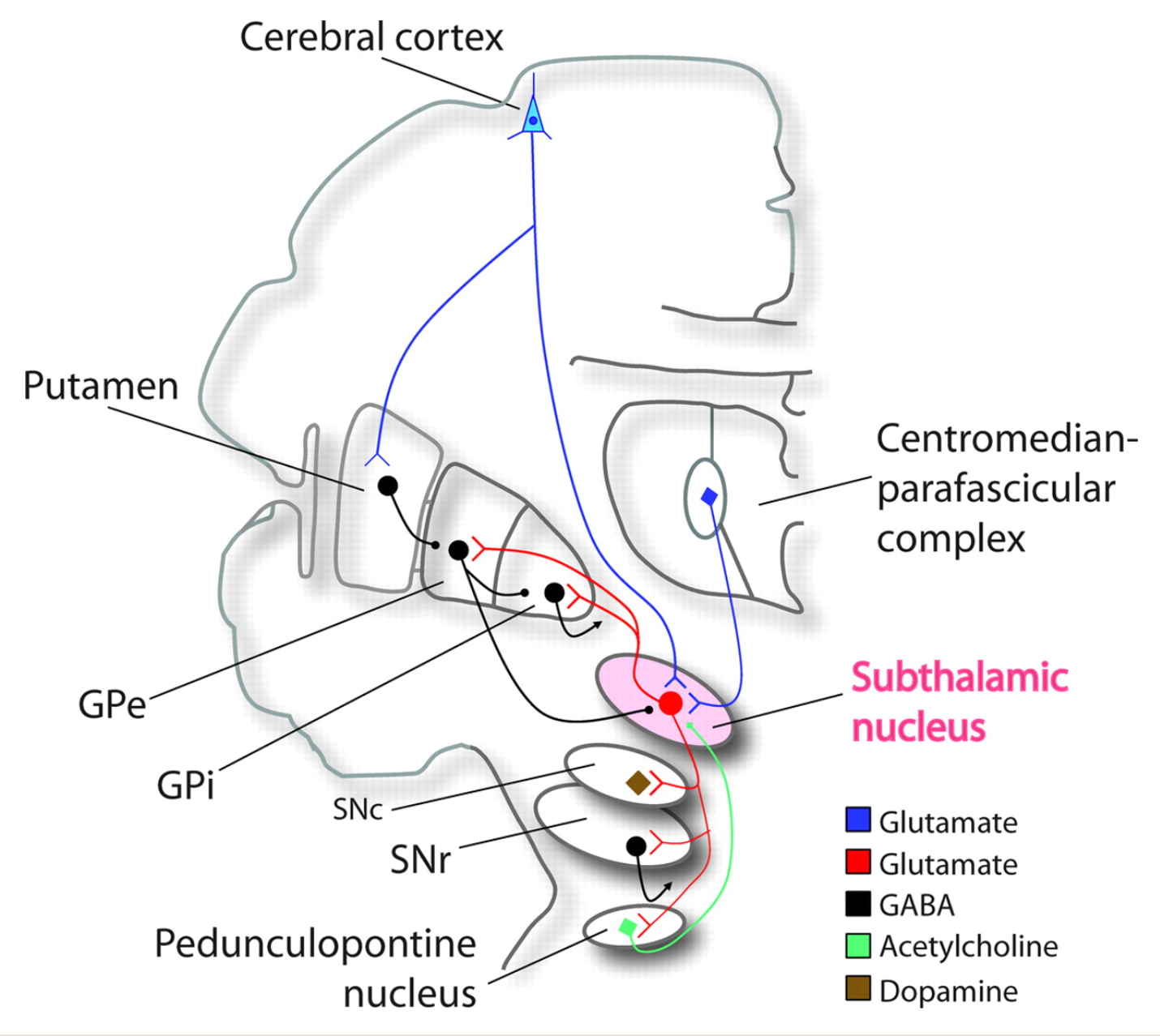 <p>Subthalamic nucleus</p>