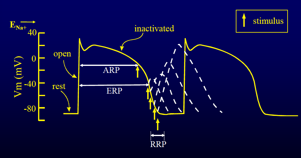 <p>Explain what happens at ARP, ERP, and RRP. </p>